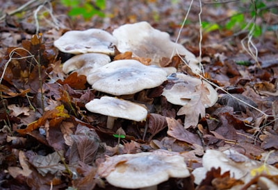 Several large mushrooms are growing among a bed of dry, brown leaves in a forest setting. The mushrooms have light, cream-colored caps with some darker speckles. Various twigs and branches are scattered among the leaves, adding to the natural, woodland atmosphere.