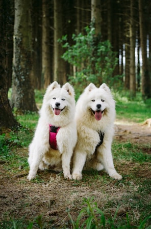 Sentier en forêt idéal pour une promenade avec son chien
