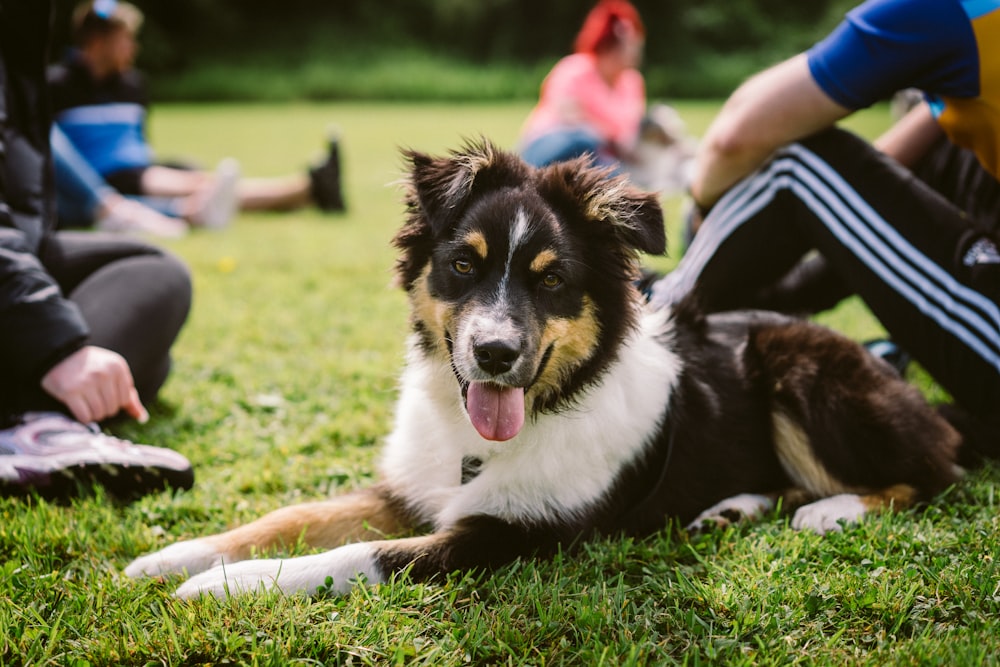 a dog lying on the grass