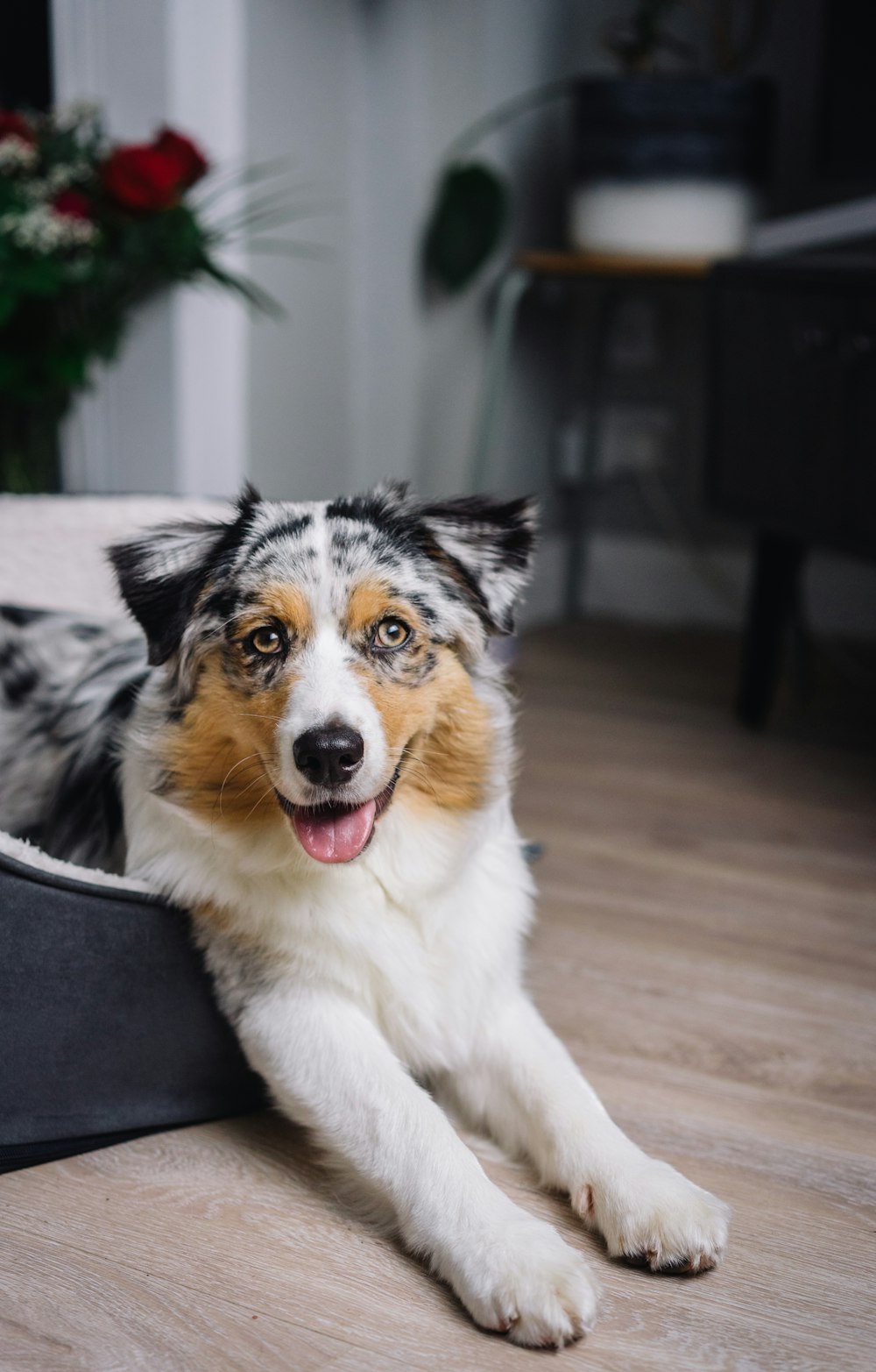 a dog laying on the floor with his tongue out