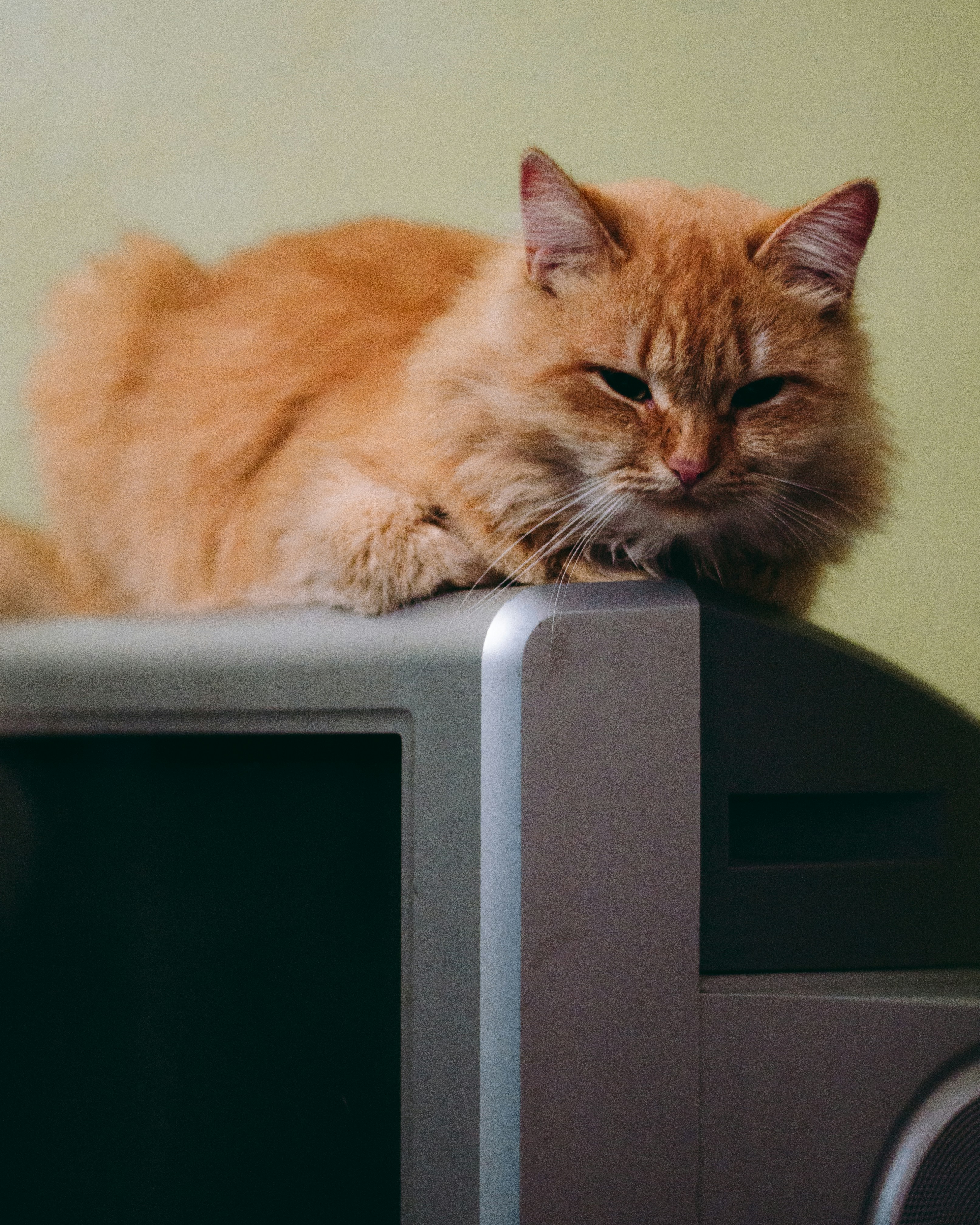 an orange cat laying on top of a tv