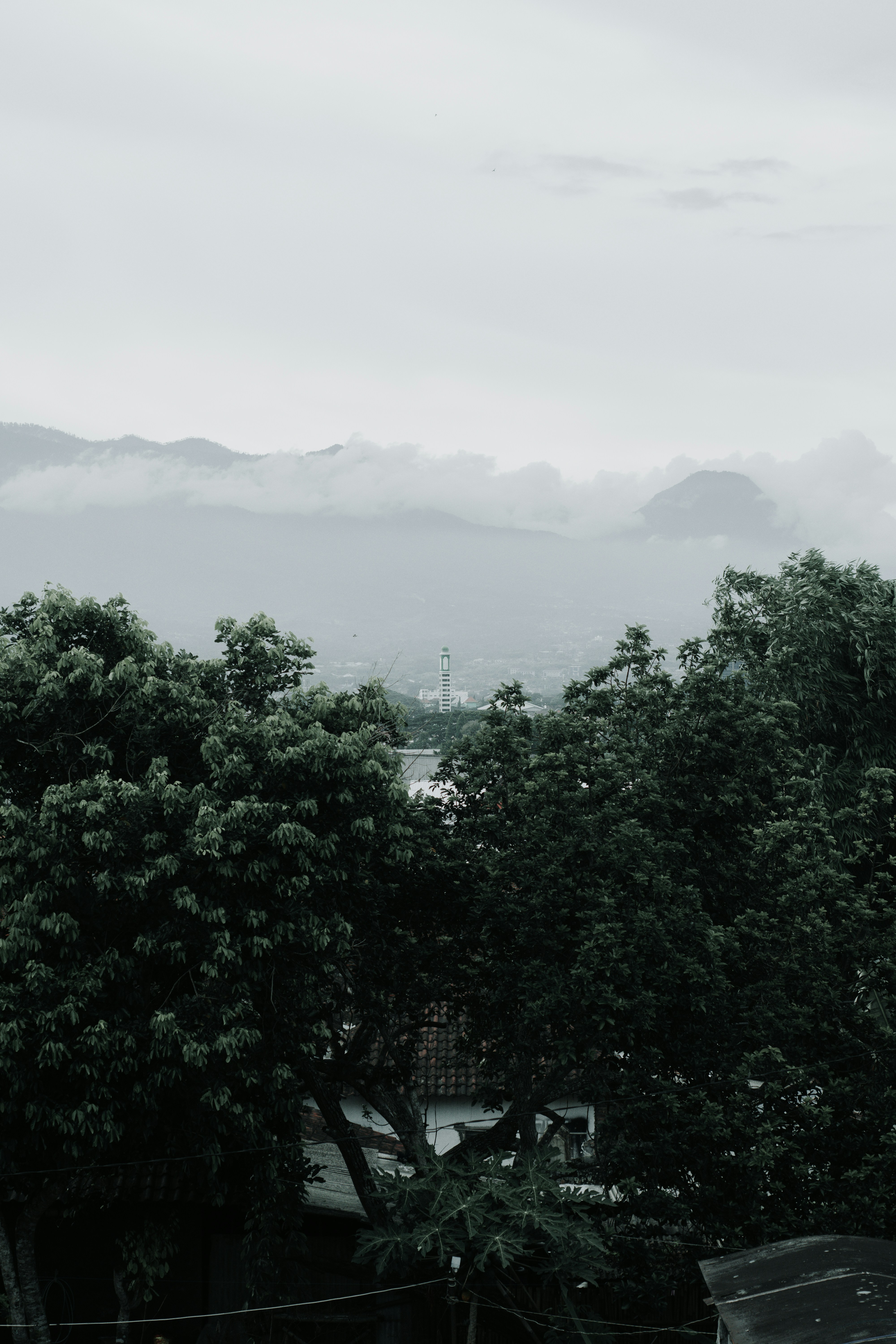 a black and white photo of trees and mountains