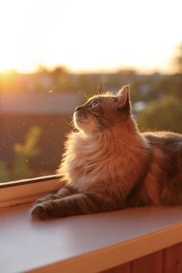 A serene ragdoll cat lounging on a sunlit windowsill with soft fur glowing.