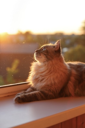 A serene image of a calico cat gazing out a window with gentle sunlight streaming in.