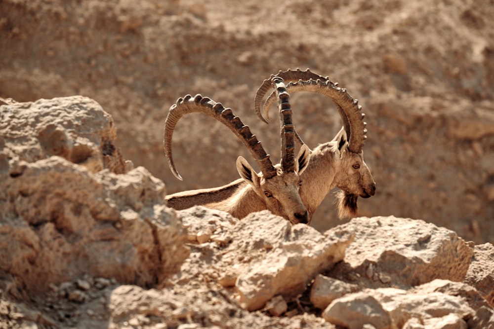 a horned animal standing on top of a rocky hillside