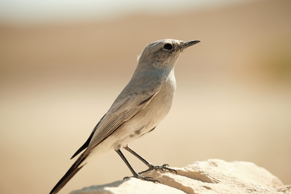 a small bird sitting on top of a rock