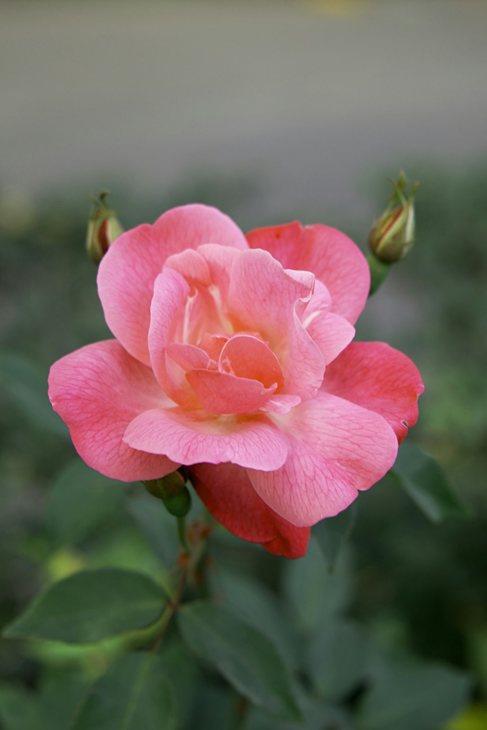 a pink rose is blooming in a garden