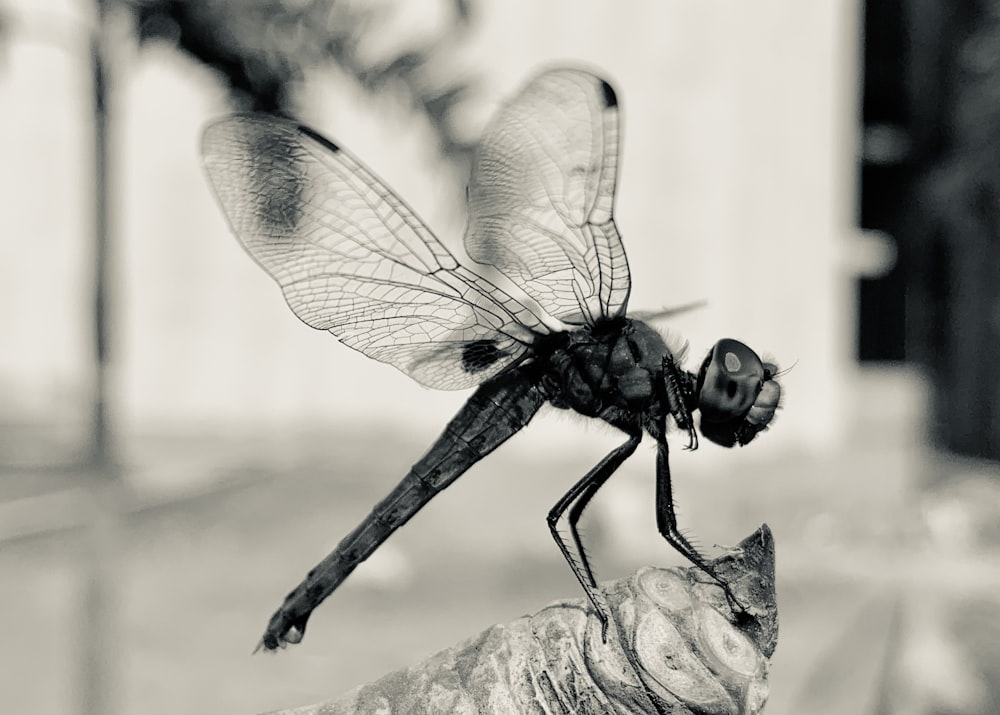 a black and white photo of a dragonfly on a human hand
