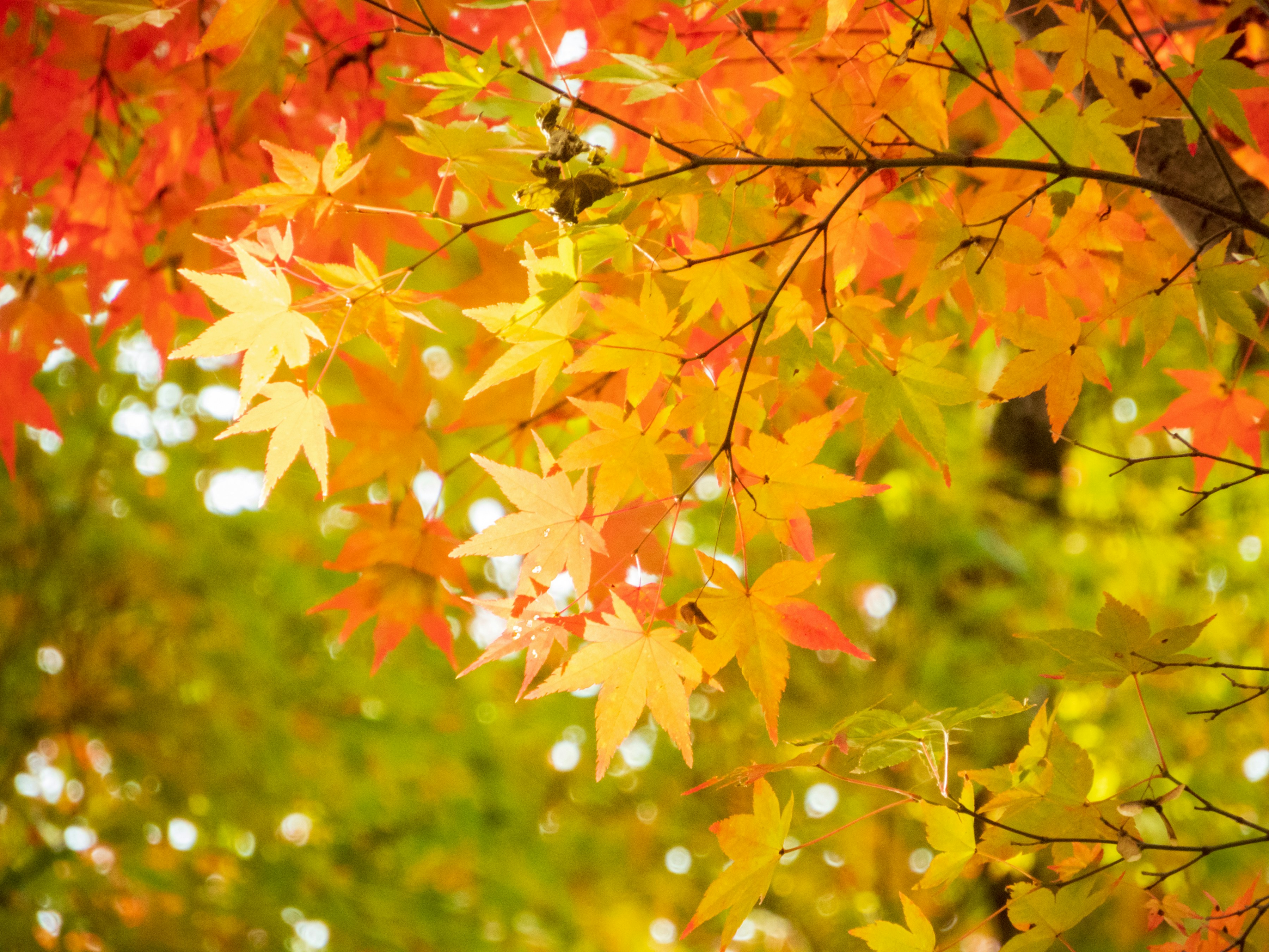 Photo by heppoko_yama