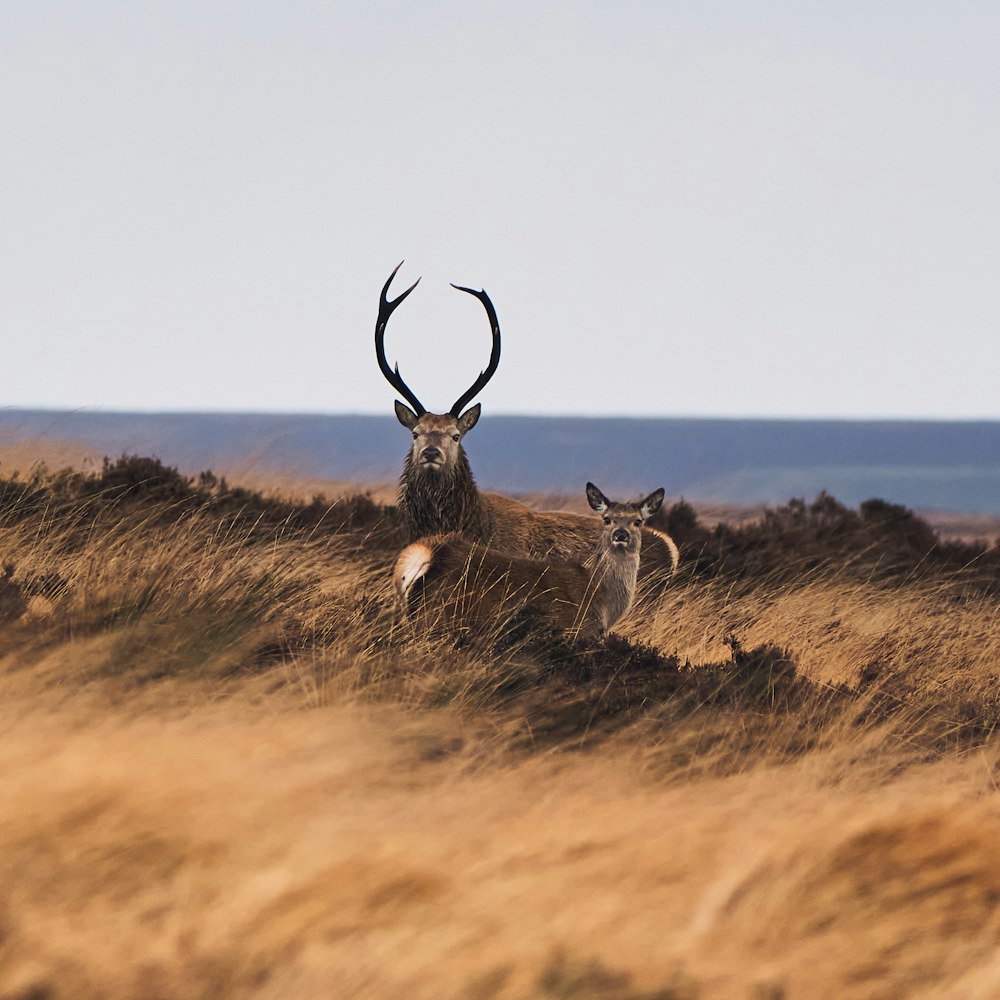 a couple of deer standing on top of a dry grass field
