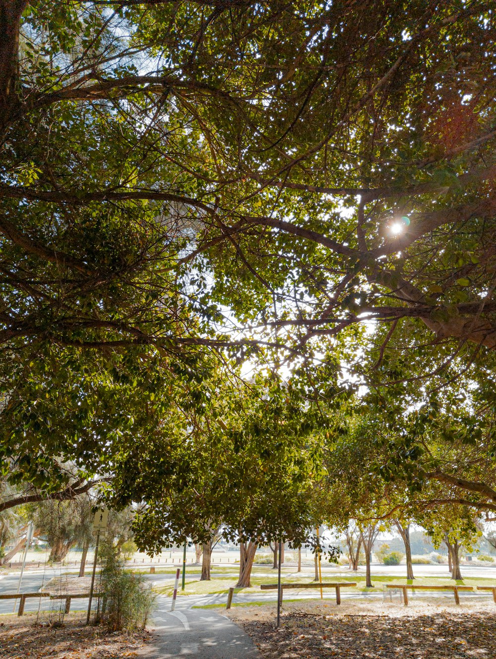 the sun shines through the trees in a park