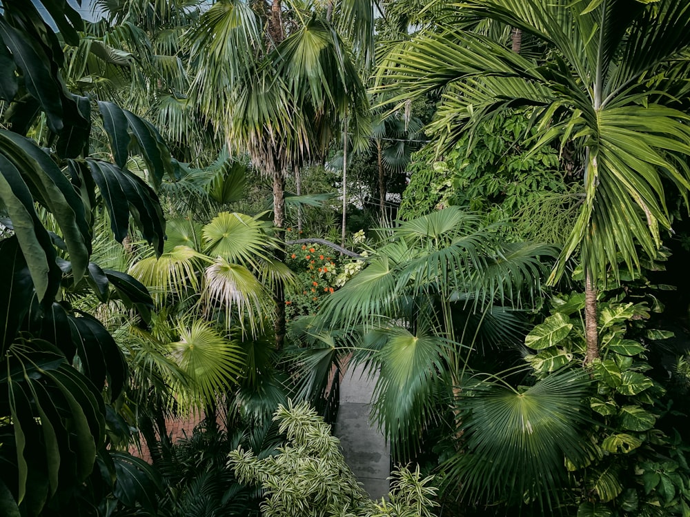 a lush green forest filled with lots of trees