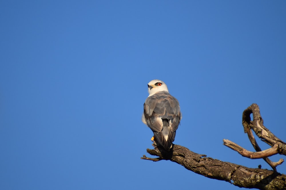 a bird sitting on a branch of a tree