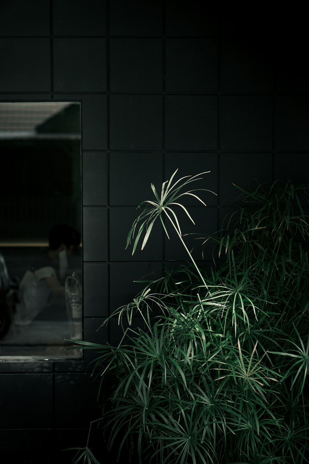 a plant in front of a mirror in a dark room