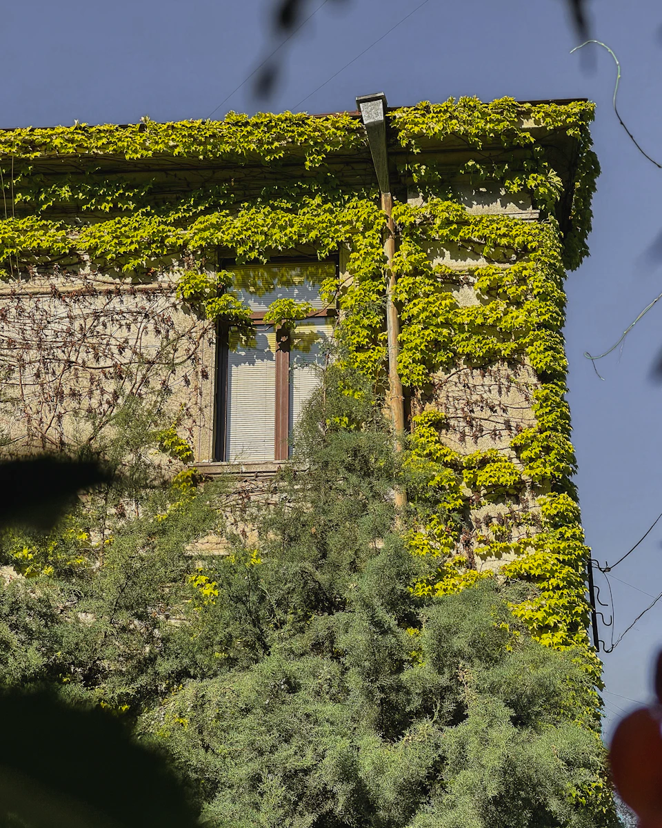 The image depicts a stone building with a large window and a small arched doorway, both covered in lush green ivy that has grown over them. The building is situated on a street corner, with a tree growing next to it. In the background, there are power lines visible against the sky.
