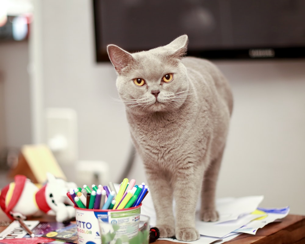 a gray cat standing on top of a desk