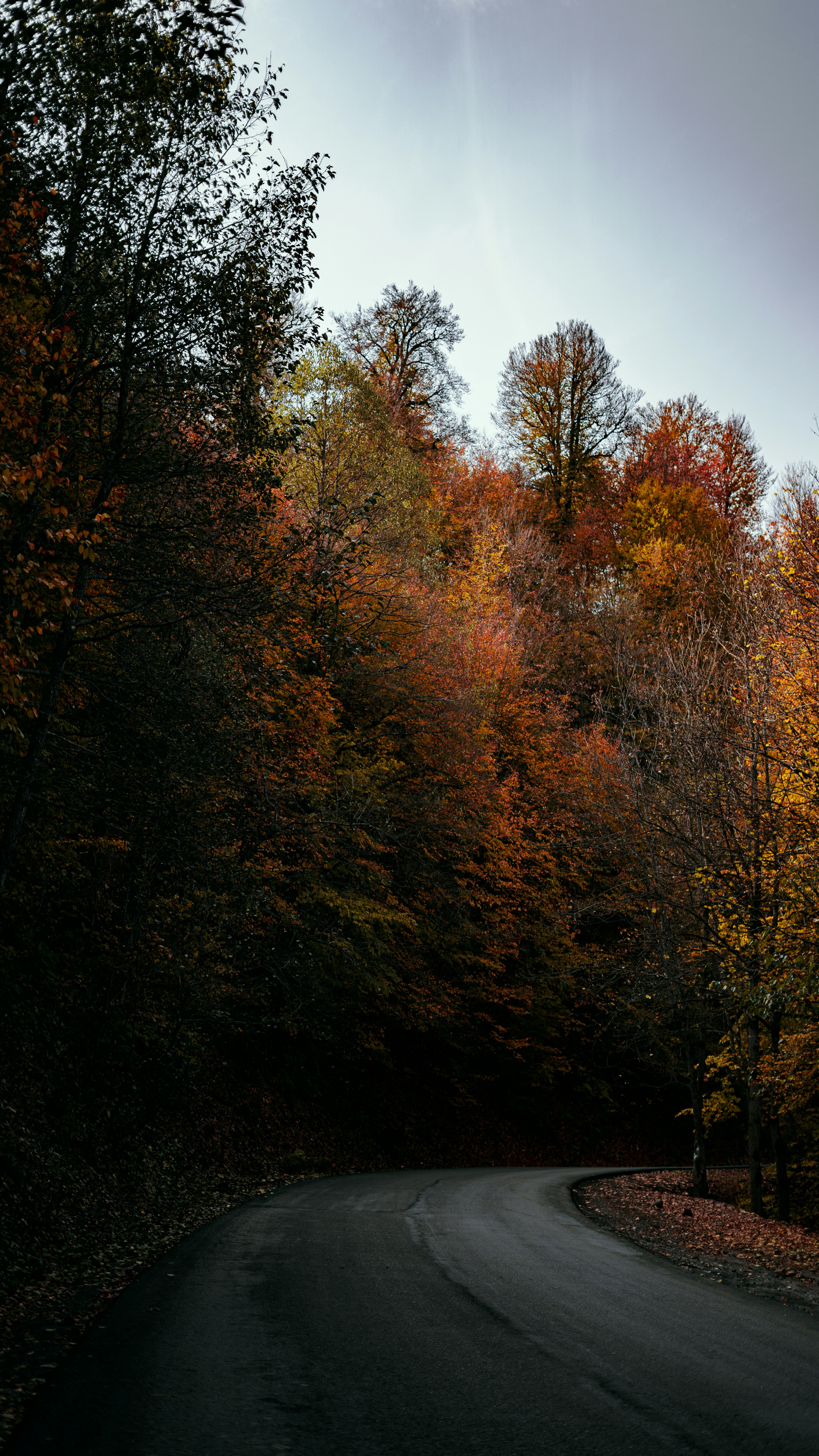 a winding road surrounded by trees in the fall