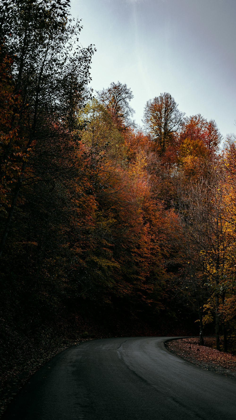 a winding road surrounded by trees in the fall