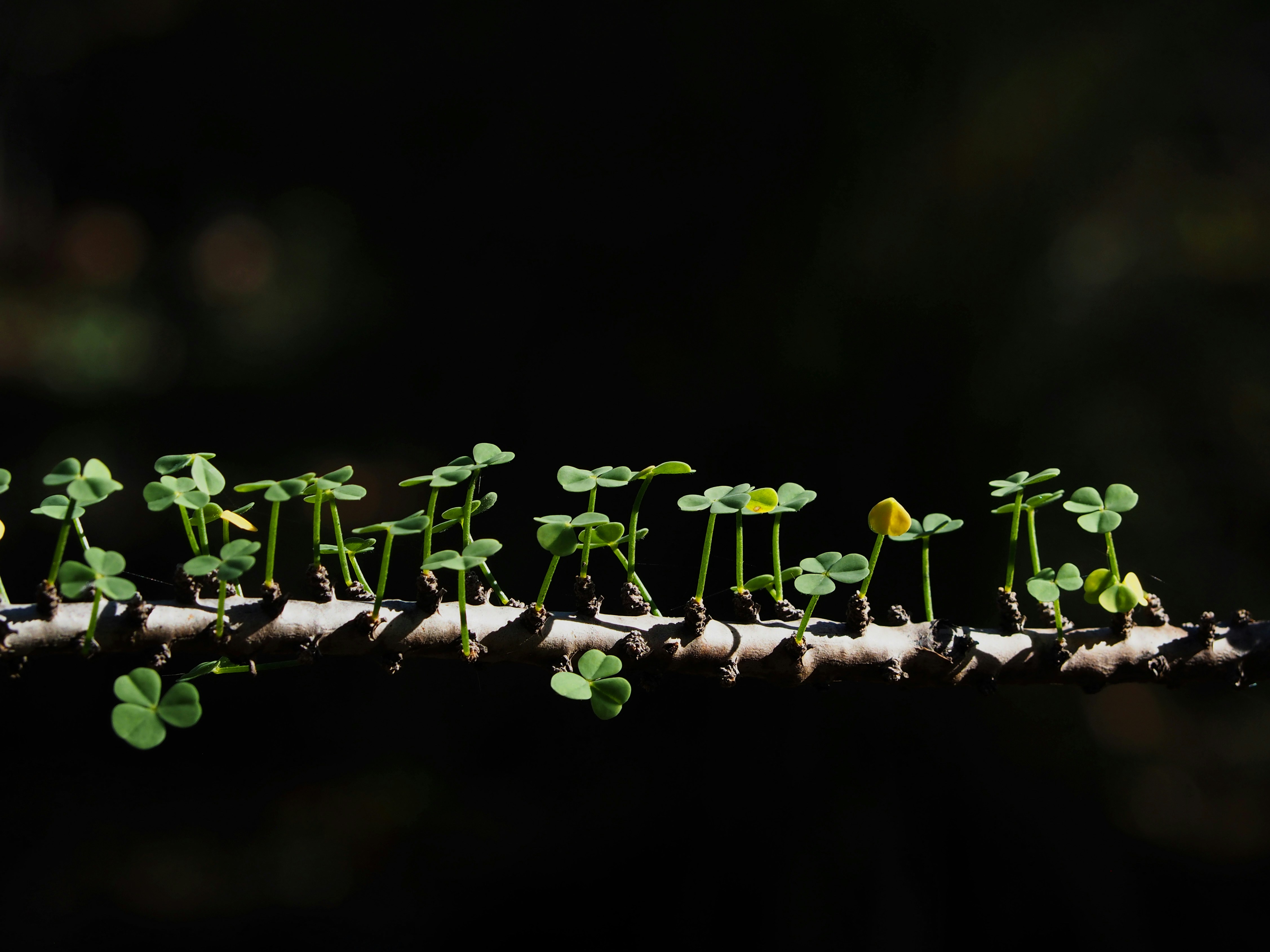 a group of small green plants growing on a branch