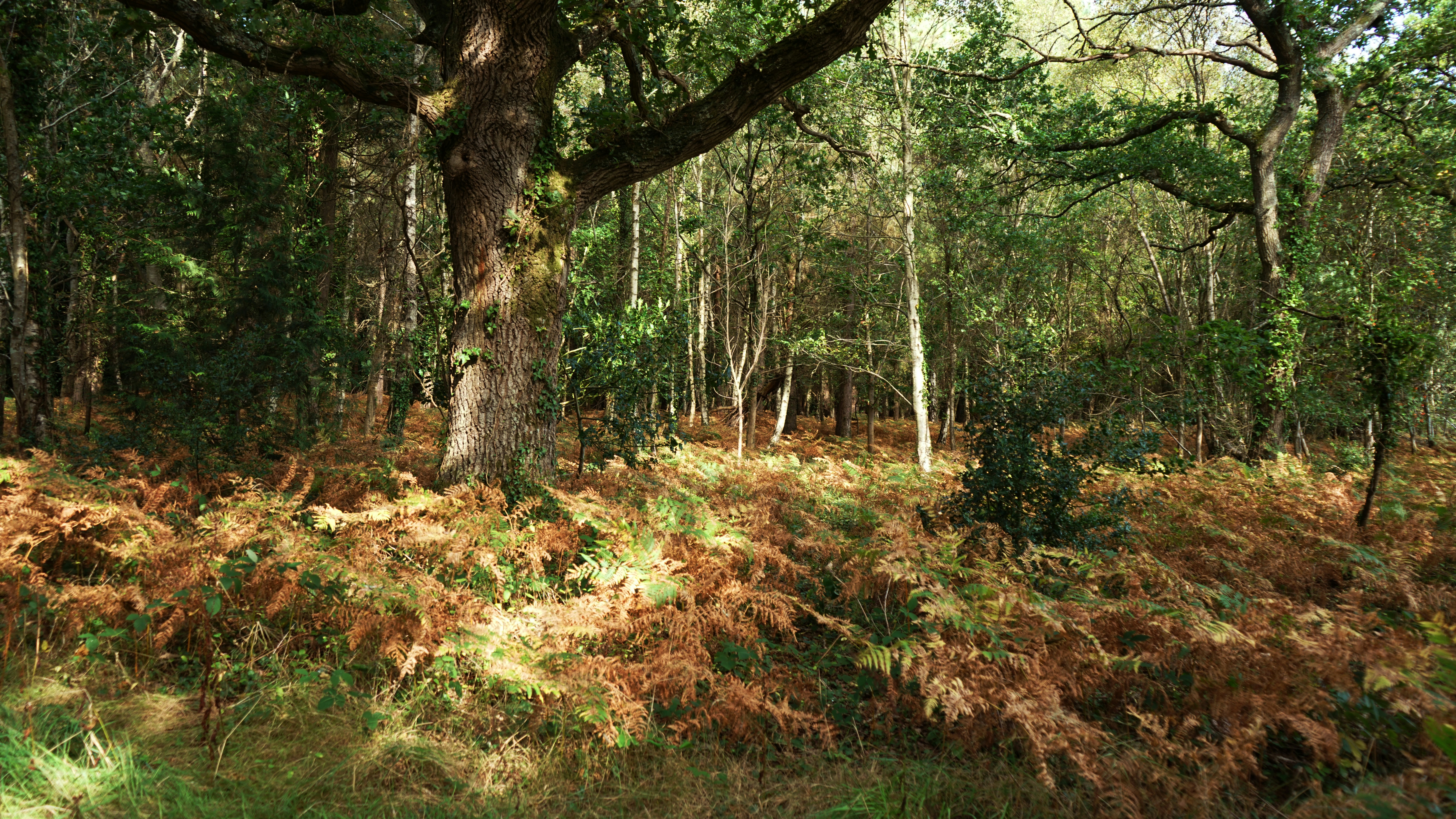 Photo by thegoldenmelon