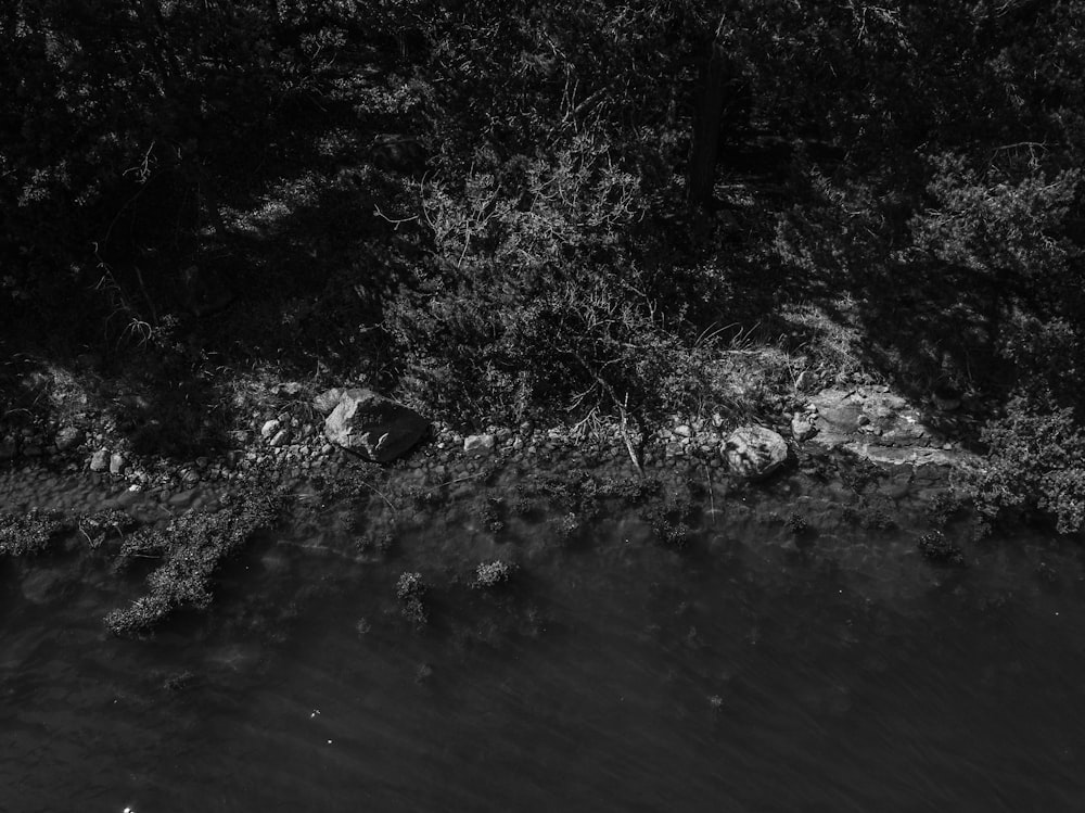 a black and white photo of water and trees