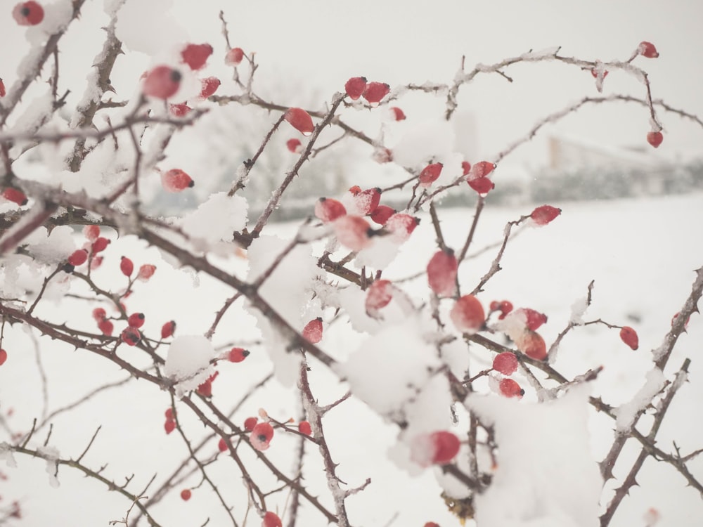 a snow covered tree with red berries on it