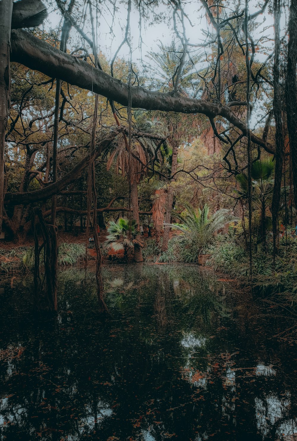 a pond in the middle of a forest filled with trees