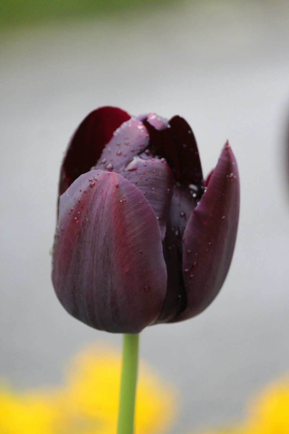 a single purple tulip with water droplets on it
