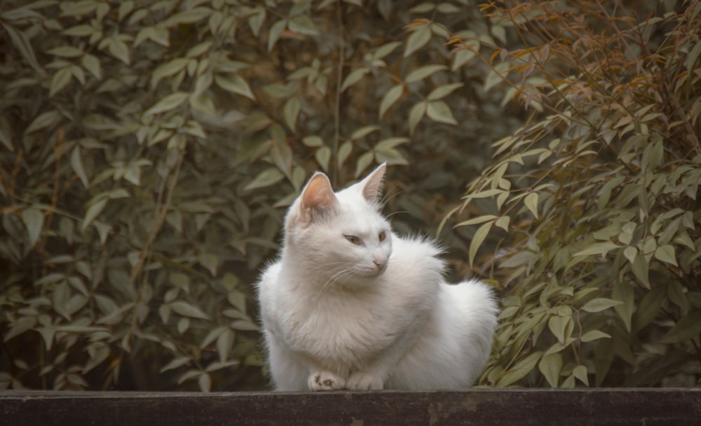 a white cat sitting on top of a wooden bench