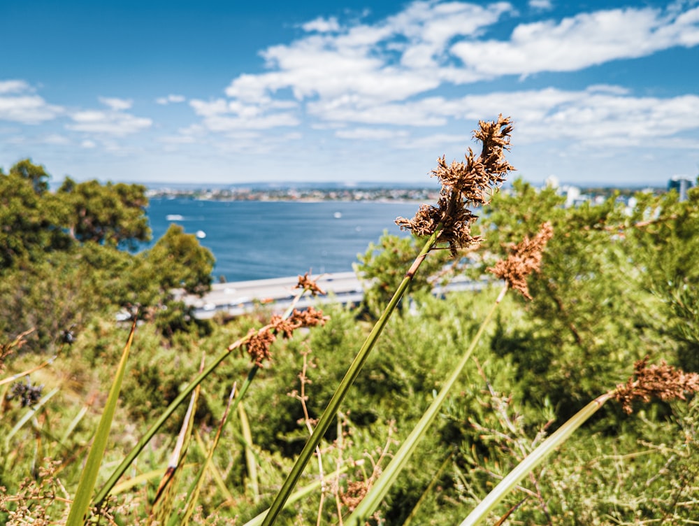 a view of a body of water from a hill