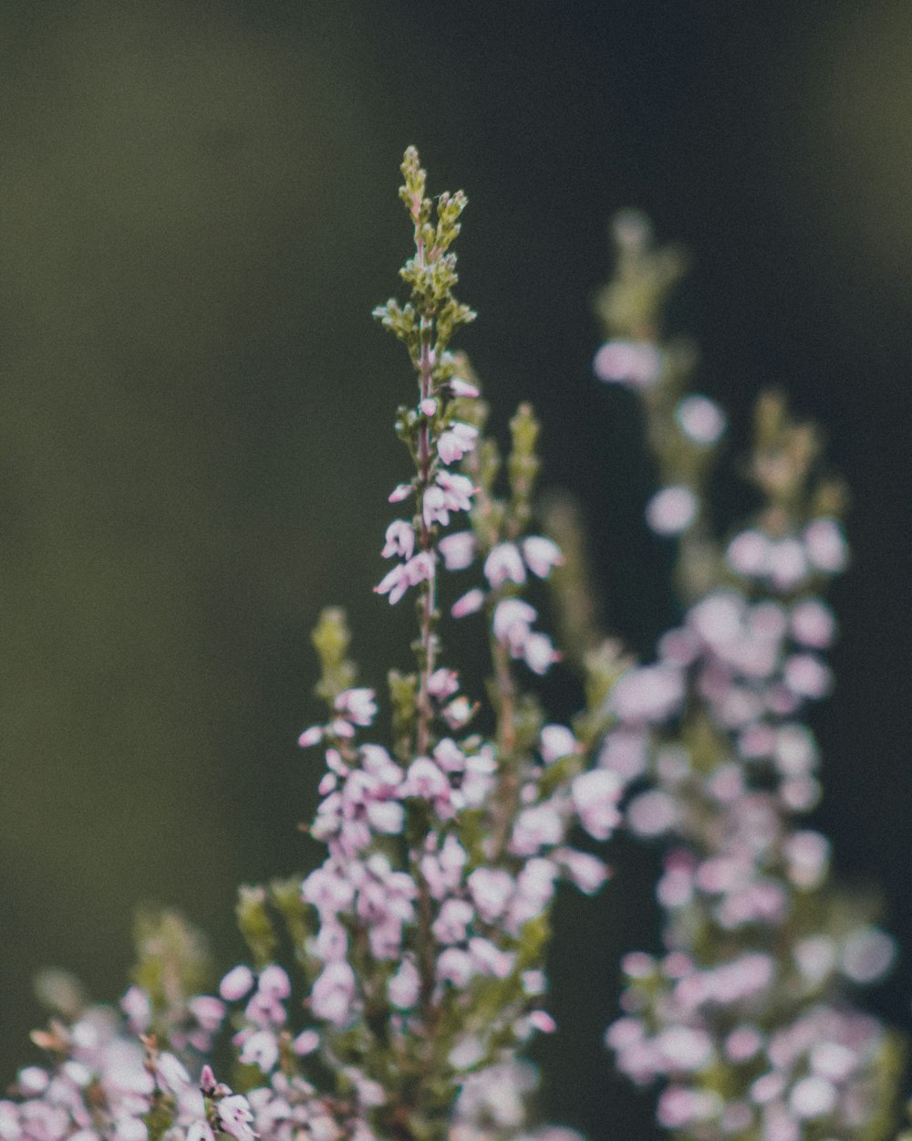 a close up of a plant with small pink flowers