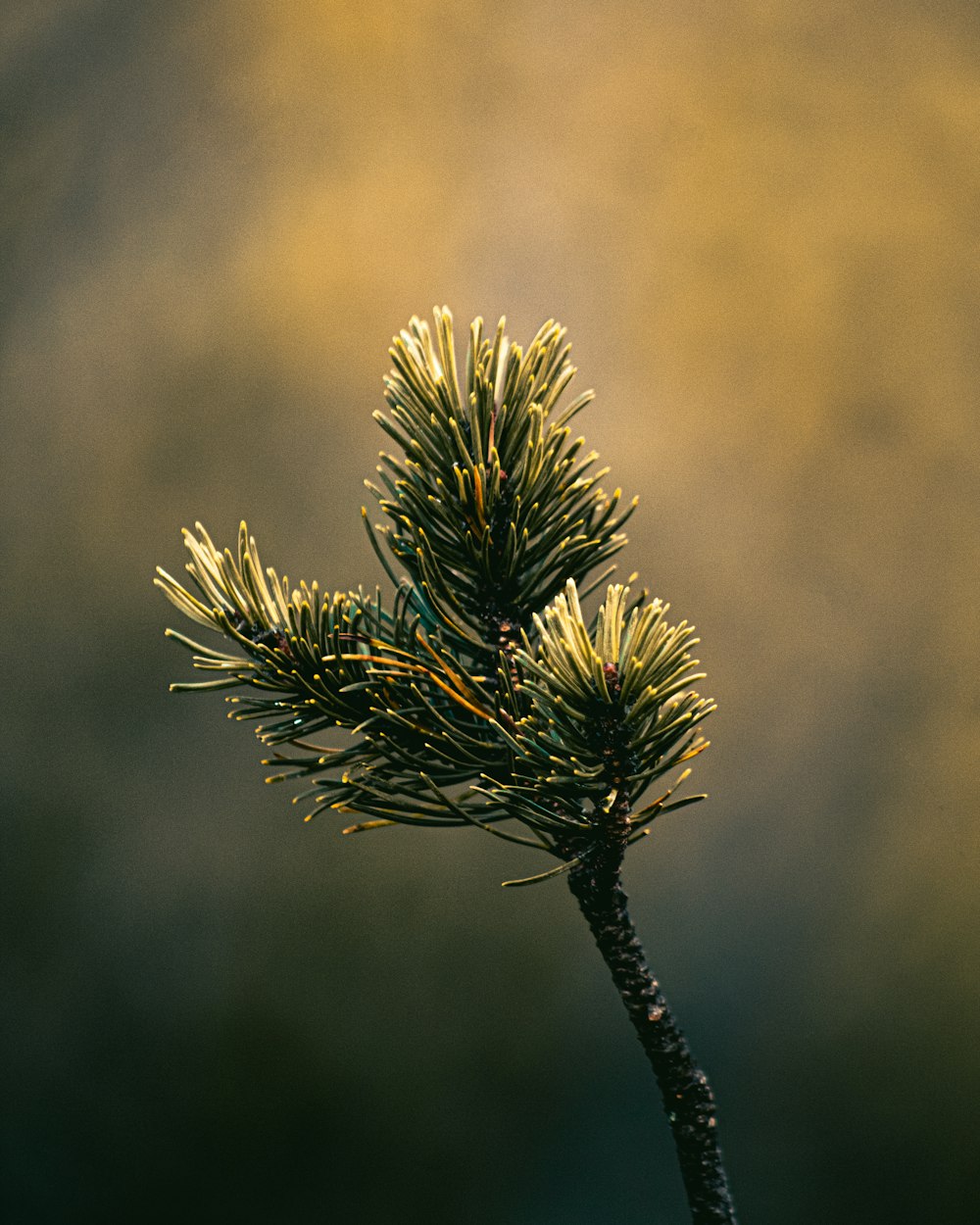 a close up of a small pine tree