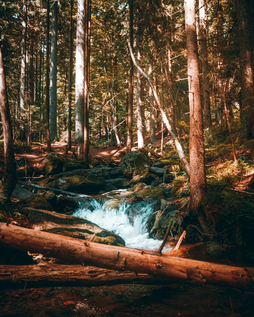un ruisseau qui traverse une forêt remplie de nombreux arbres
