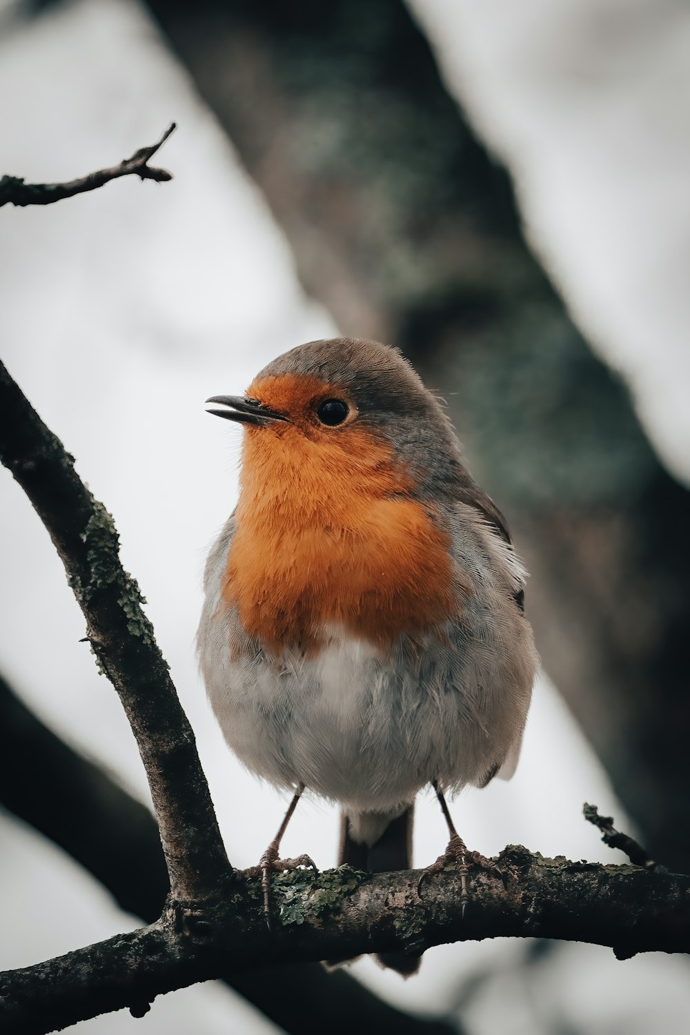 a small bird sitting on top of a tree branch