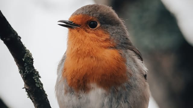 Robin