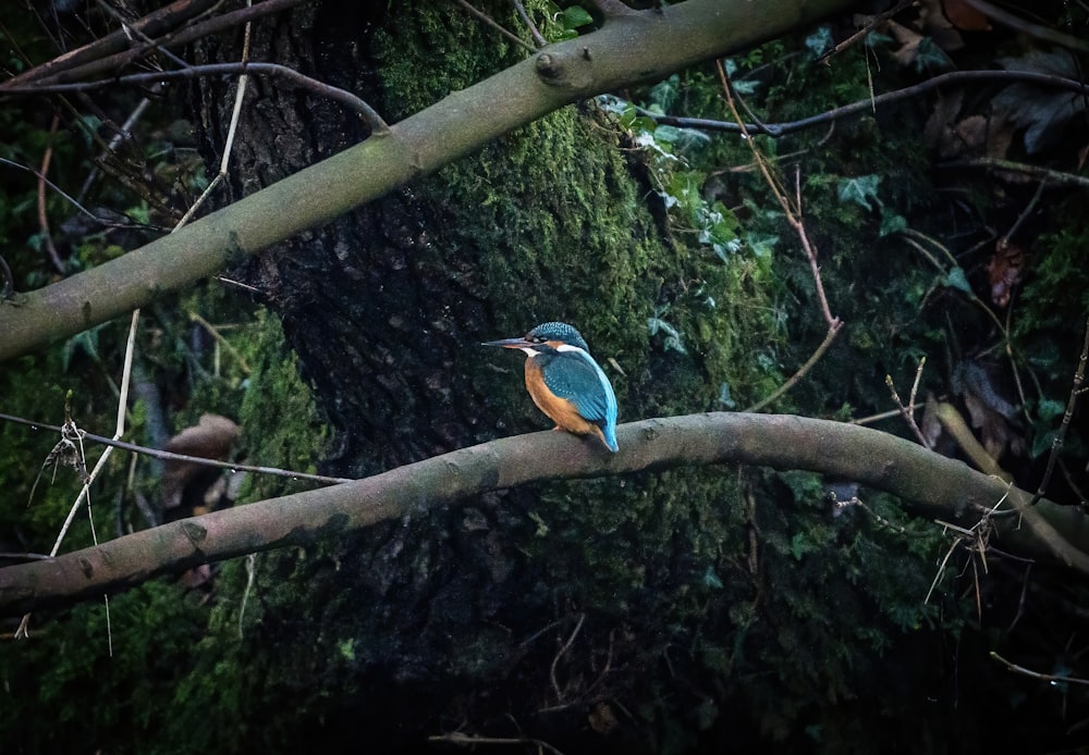 a blue and yellow bird sitting on a tree branch