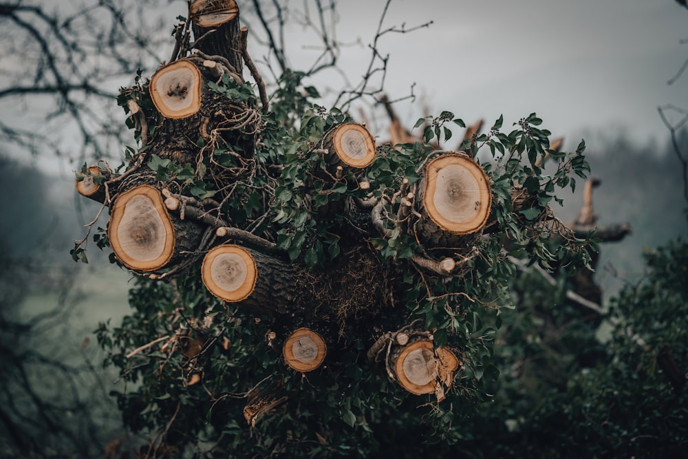 a group of trees that have been cut down