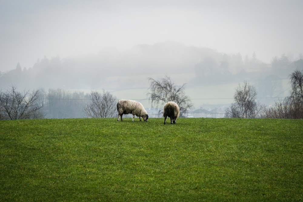 a couple of sheep grazing on a lush green field