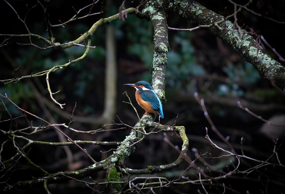 a colorful bird perched on a tree branch