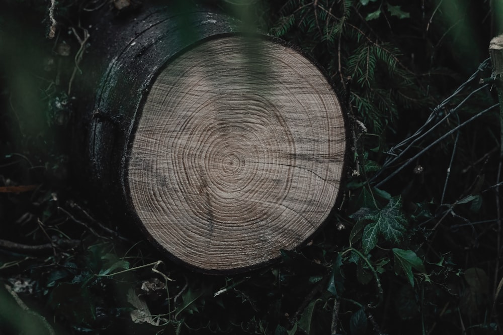 a close up of a piece of wood in the grass