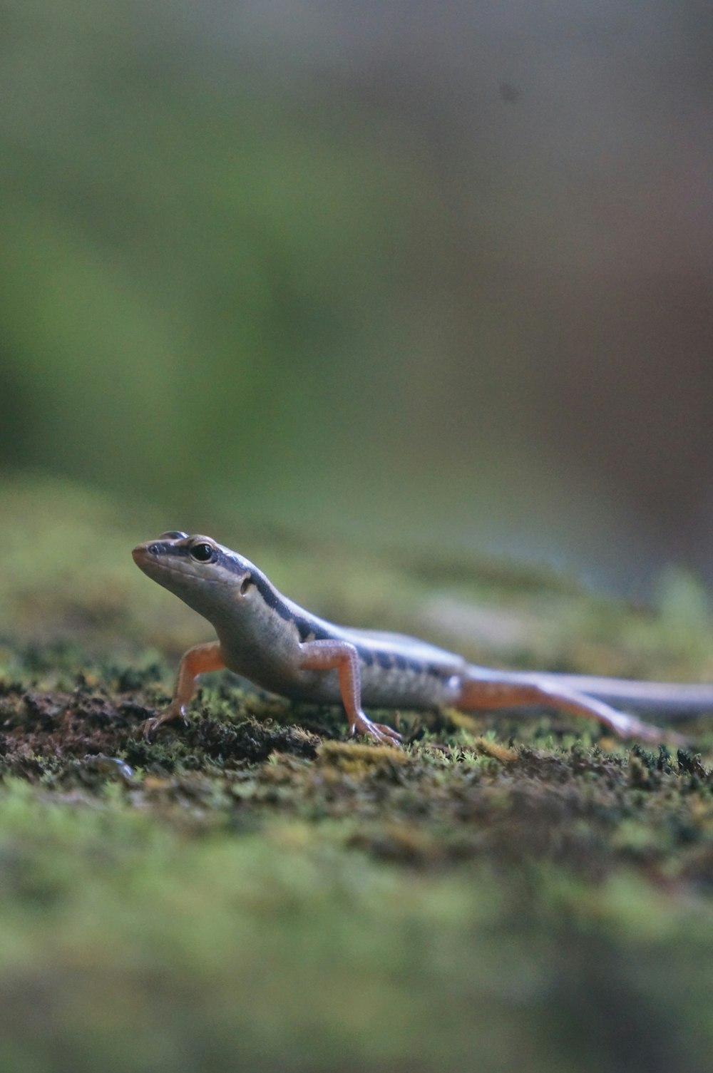 a small lizard sitting on top of a moss covered ground