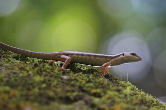 Salamander