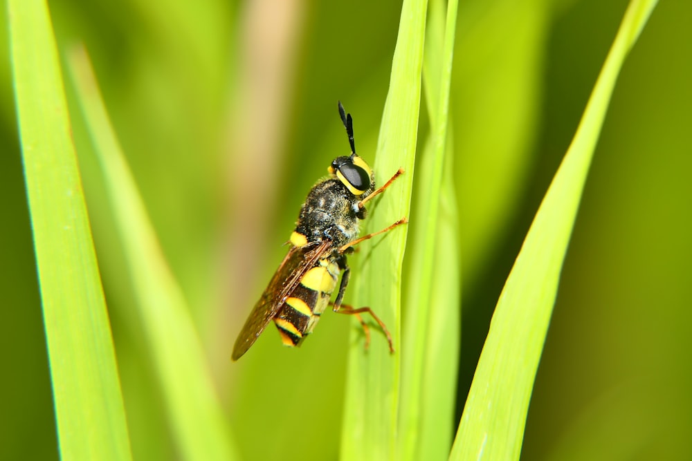 a yellow and black insect sitting on a green plant