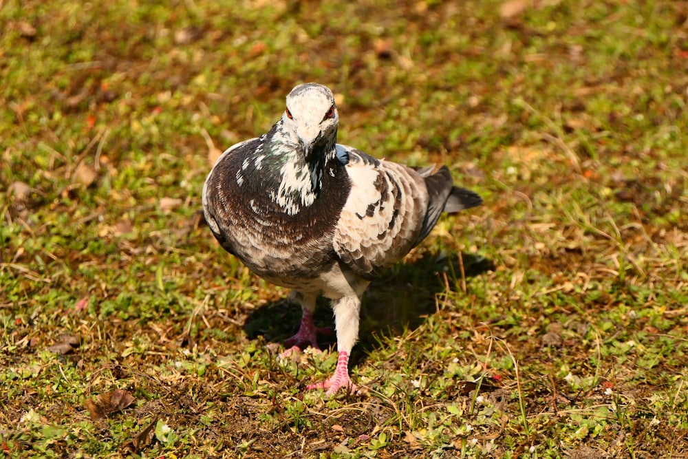 a bird standing on top of a lush green field