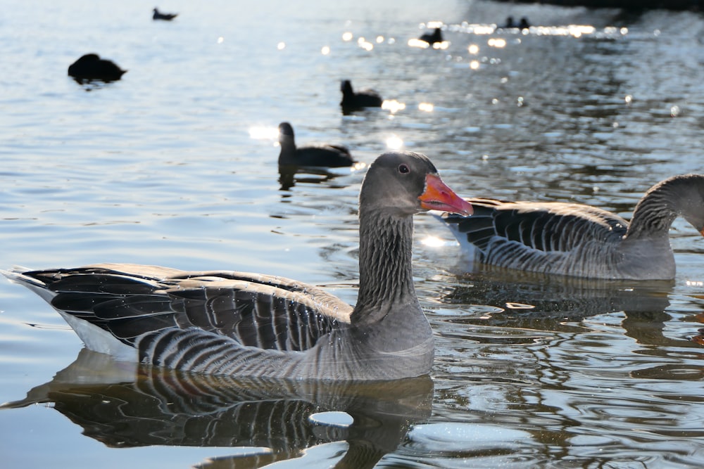 a group of ducks floating on top of a lake