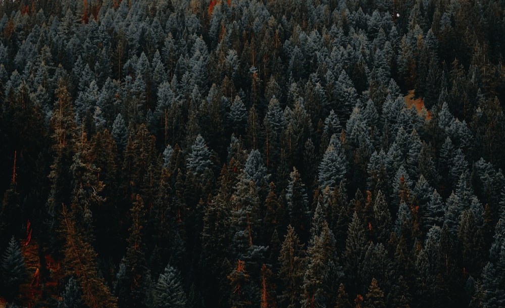 a forest filled with lots of tall trees