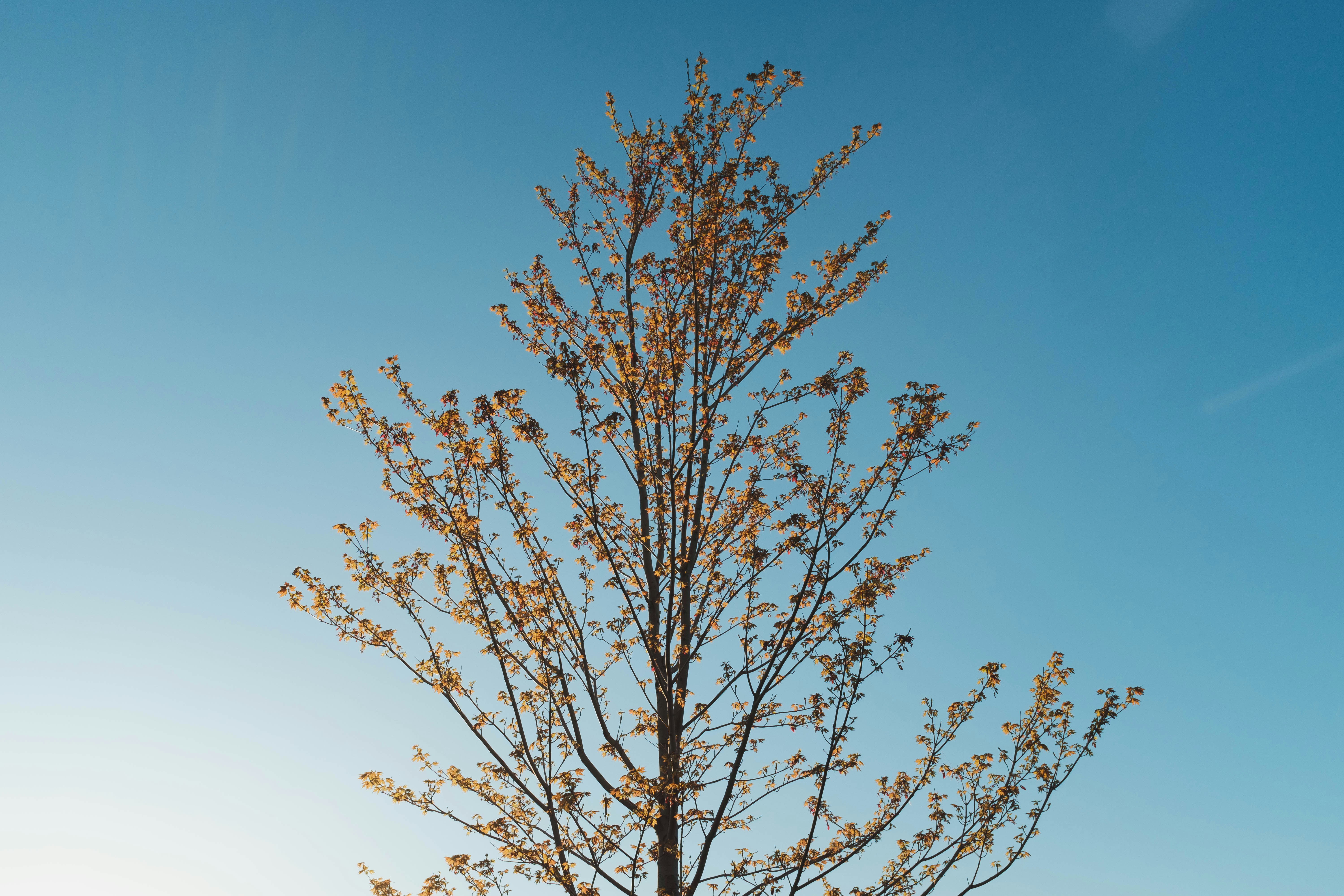 uma árvore sem folhas e um céu azul ao fundo