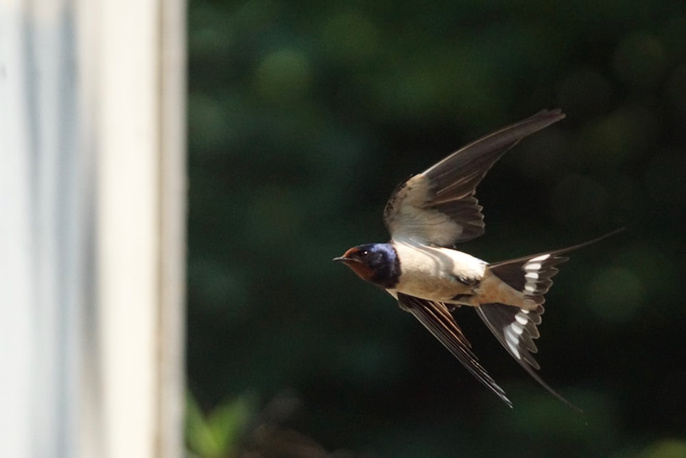 a small bird flying in the air next to a window