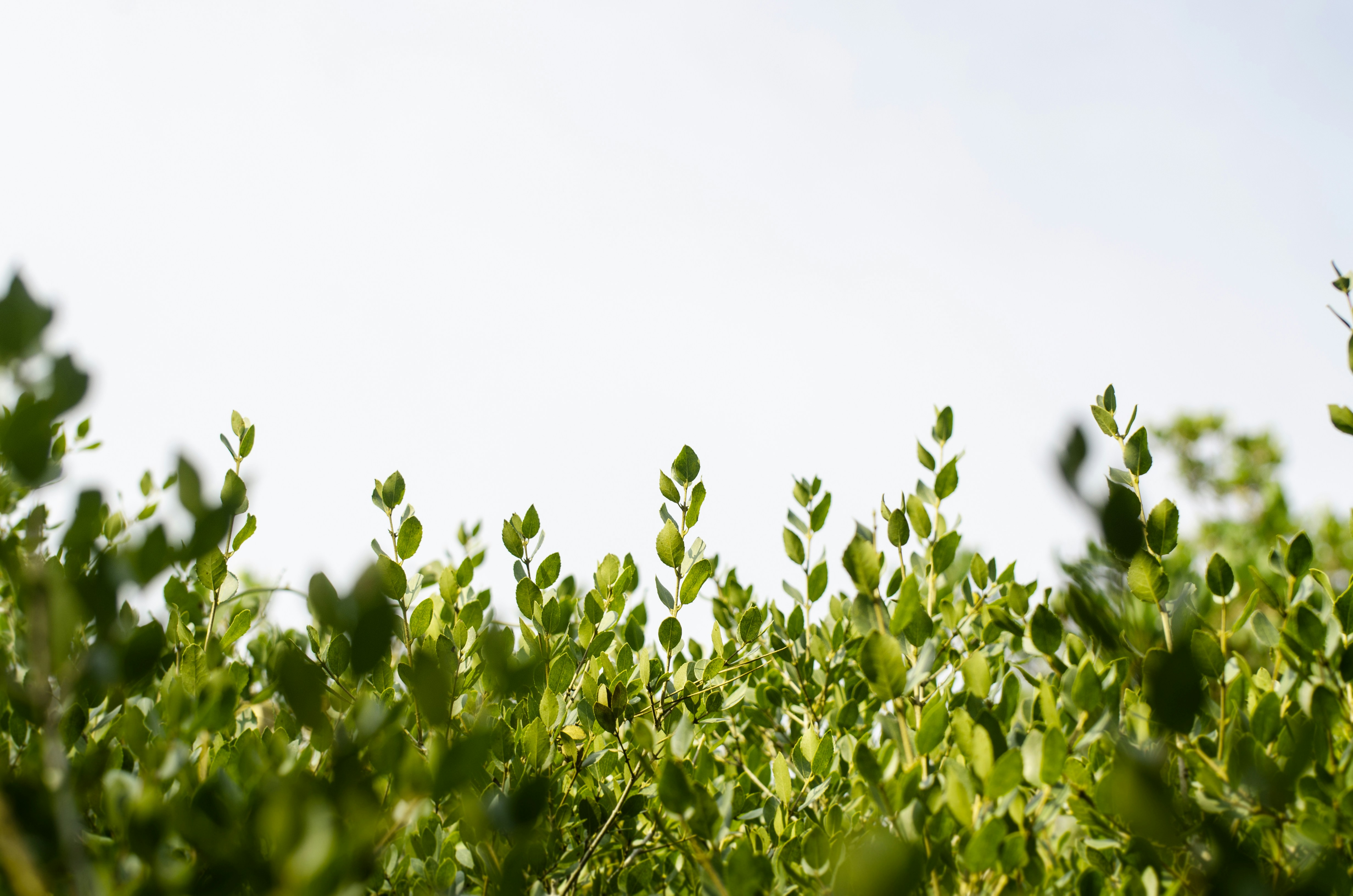 Photo by viktortalashuk