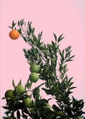 an orange is hanging from a tree branch